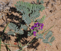 Dalea lanata