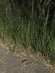 Apodemus flavicollis