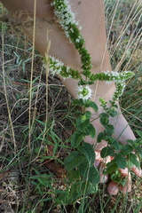 Mentha suaveolens
