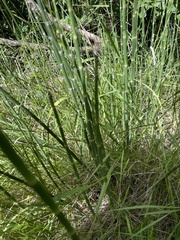 Equisetum laevigatum