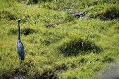 Ardea melanocephala