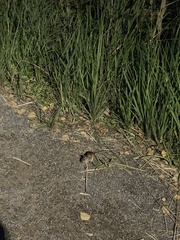 Apodemus flavicollis