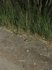 Apodemus flavicollis