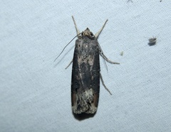 Agrotis ipsilon