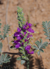 Dalea lanata
