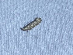 Dichomeris inversella