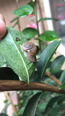 Bradybaena similaris
