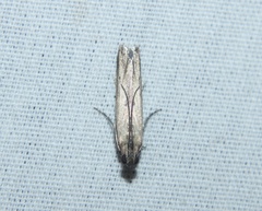 Elasmopalpus lignosella