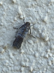 Chararica hystriculella