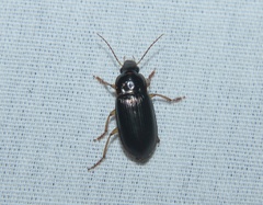 Notiobia terminata