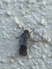 Chararica hystriculella