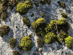 Hedwigia ciliata