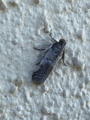 Chararica hystriculella