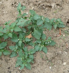 Solanum nigrum