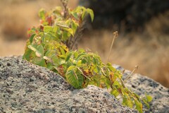 Toxicodendron rydbergii