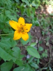 Sclerocarpus divaricatus