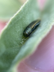 Agrilus lacustris