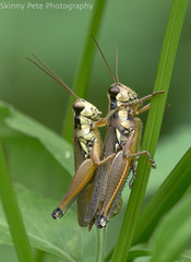 Paroxya atlantica