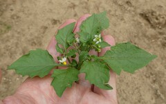 Solanum nigrum