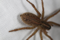 Lycosidae