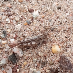 Psinidia fenestralis