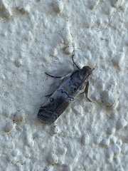 Chararica hystriculella