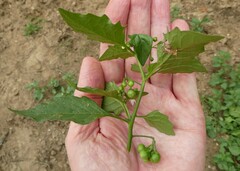 Solanum nigrum