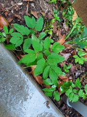 Aegopodium podagraria