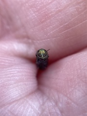 Agrilus lacustris