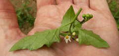 Solanum nigrum