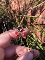 Indigofera heterophylla