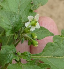 Solanum nigrum