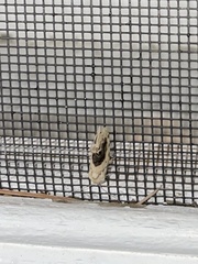 Ponometia erastrioides