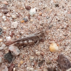 Psinidia fenestralis
