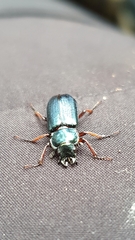 Platycerus caraboides