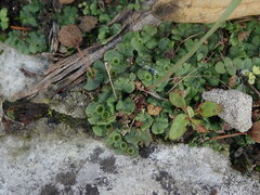 Marchantia polymorpha ruderalis