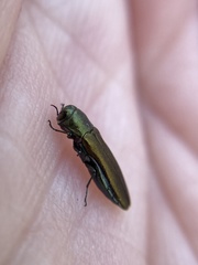 Agrilus lacustris
