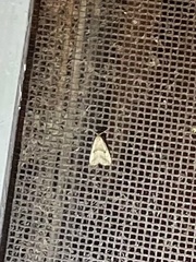 Hypenodes fractilinea