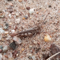 Psinidia fenestralis