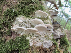 Trametes gibbosa