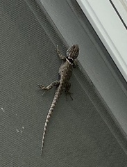 Sceloporus mucronatus