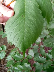 Ulmus glabra