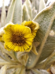 Espeletia pycnophylla