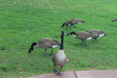 Branta canadensis
