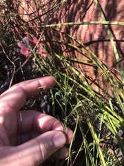 Indigofera heterophylla