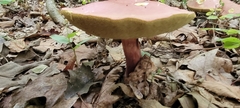Boletus separans