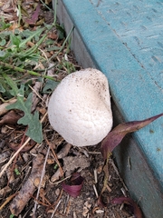 Leucoagaricus barssii