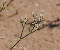 Eriogonum lonchophyllum