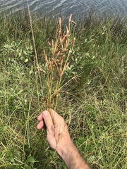 Fimbristylis castanea