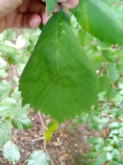 Ulmus glabra